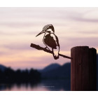 Metalbird IJsvogel metalen vogel silhouet