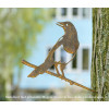 Metalbird Elster Metall  Vogel silhouette finden Sie bei Holland Design & Gifts